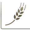 SEMOLINA